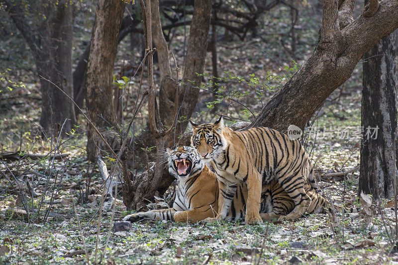 ranthambore国家公园里的孟加拉虎(Panthera tigris tigris)